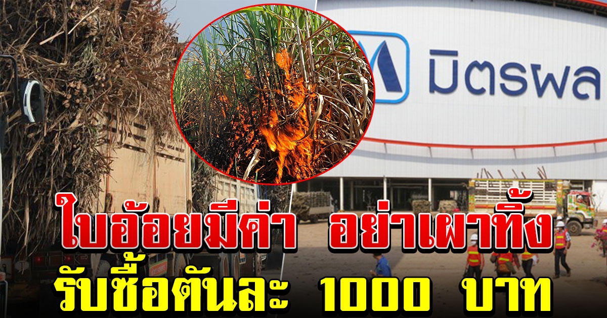 อย่าเผาทิ้ง ใบอ้อยมีค่า โรงงานน้ำตาลมิตรภูหลวง รับซื้อตันละ 1 พัน