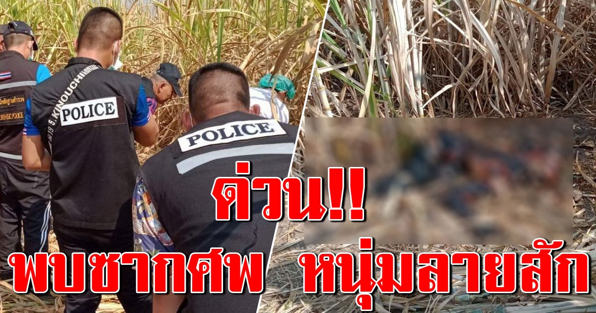 พบศพชายสักหนุมาน นอนเน่าเหลือแต่หนังหุ้มกระดูก หมกป่าอ้อย