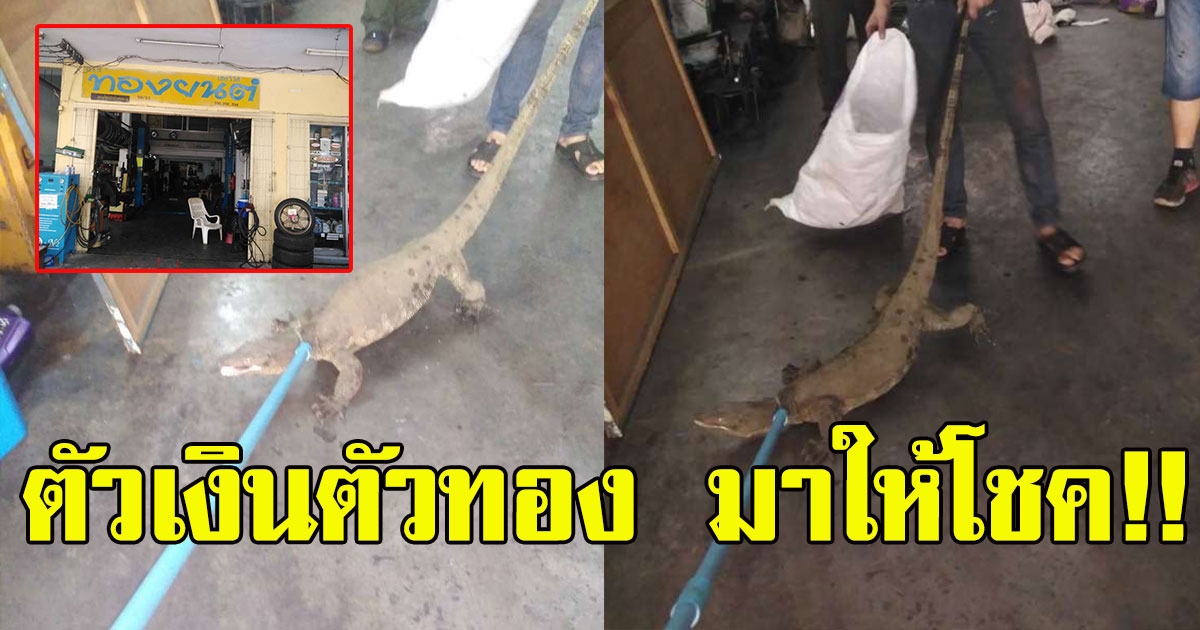 ตัวเงินตัวทองบุกบ้าน นักเสี่ยงโชคแห่ส่องทะเบียนบ้าน