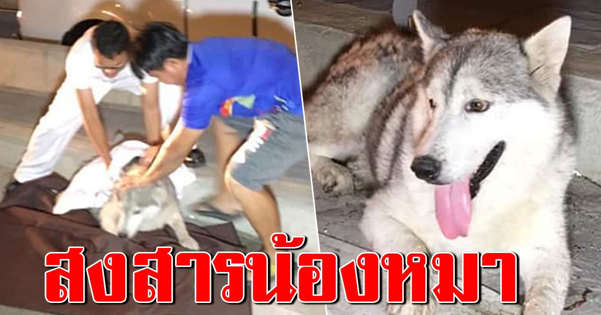 น้องหมาไซบีเรียน ฮัสกี้ 2 ตัว พ่อลูก พากันหนีออกจากบ้าน ถูกรถชนดับ 1