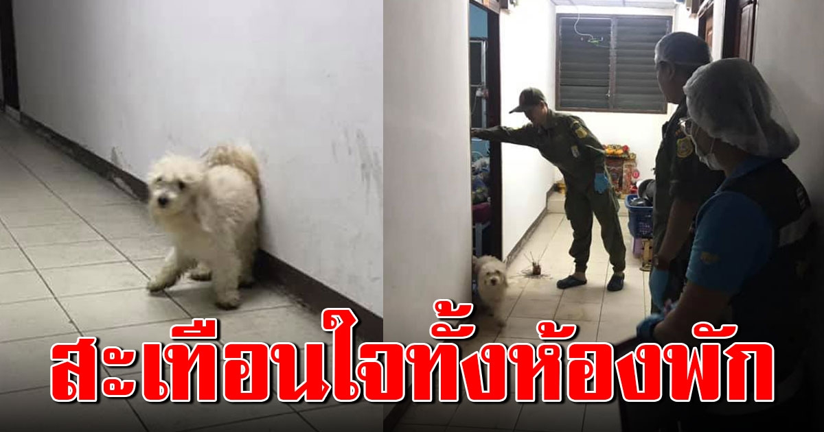 สุดสะเทือนใจ เมียเป็นศพอืดในห้อง สามีวัย 70 ป่วยหลงลืม เดินไม่ได้นอนข้างศพกับพุดเดิ้ล 4 วัน