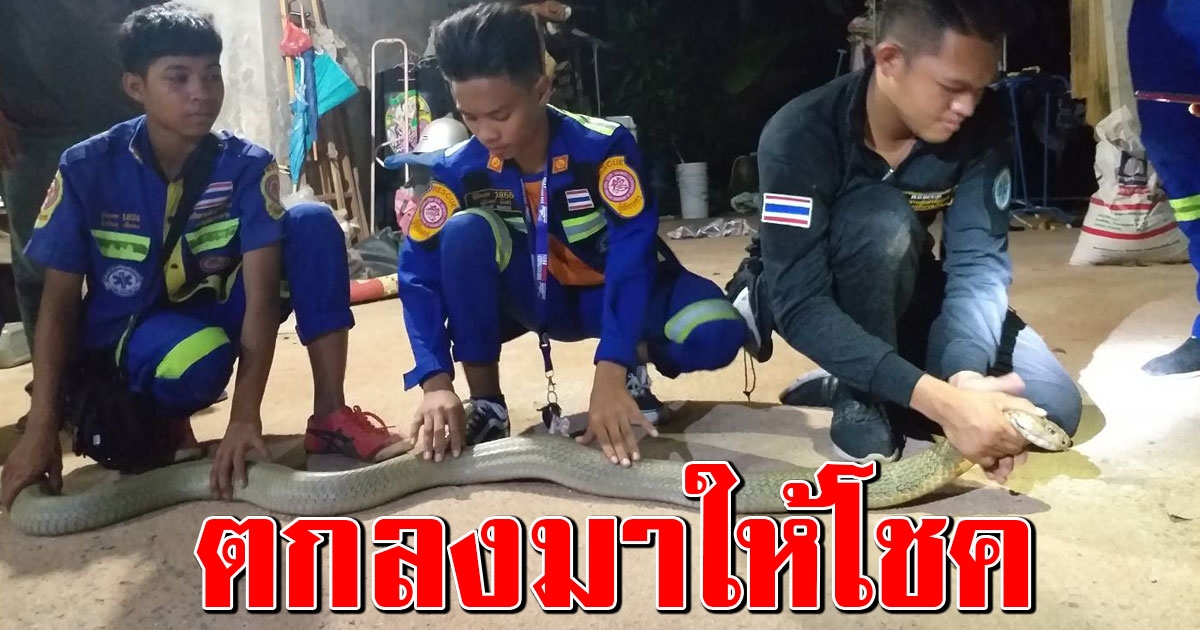 กำลังนั่งดูหนังเพลินๆ จู่ๆจงอางยักษ์ ยาวเกือบ 5 เมตร ตกใส่หลังคาบ้าน