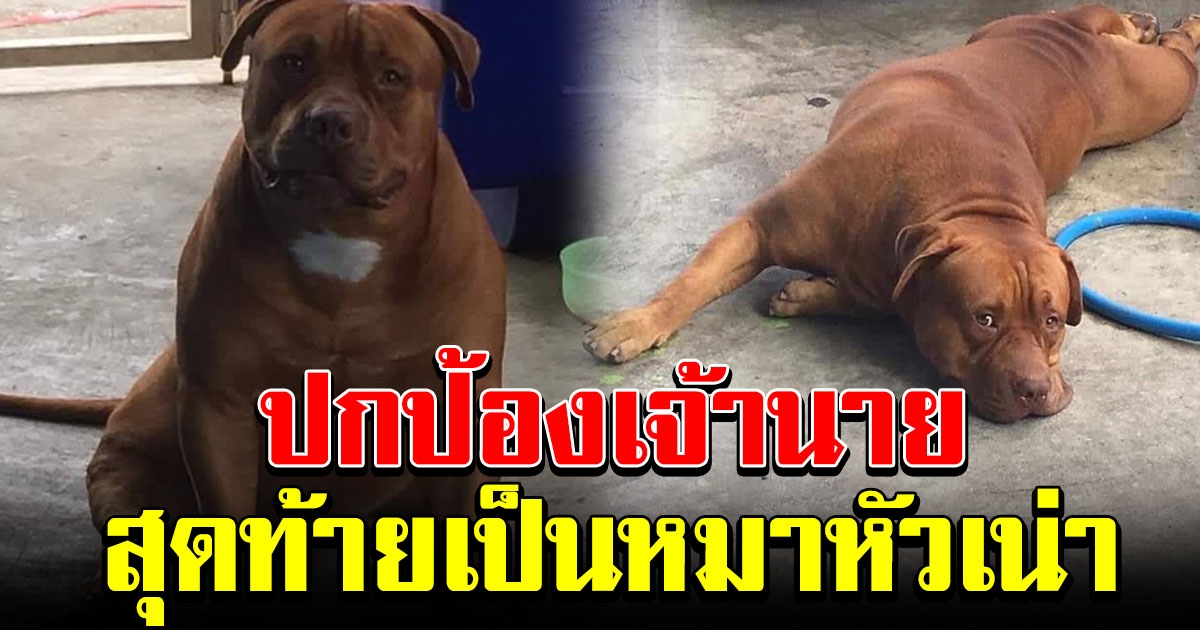 สุดสงสาร สุนัขผู้ซื่อสัตย์ เจ้านายทะเลาะกับแฟน รีบเข้าไปช่วย สุดท้ายโดนไล่ออกจากบ้าน