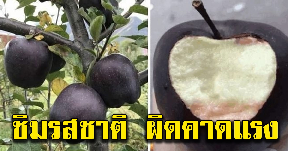 แอปเปิ้ลดำ สายพันธุ์ Black Diamond