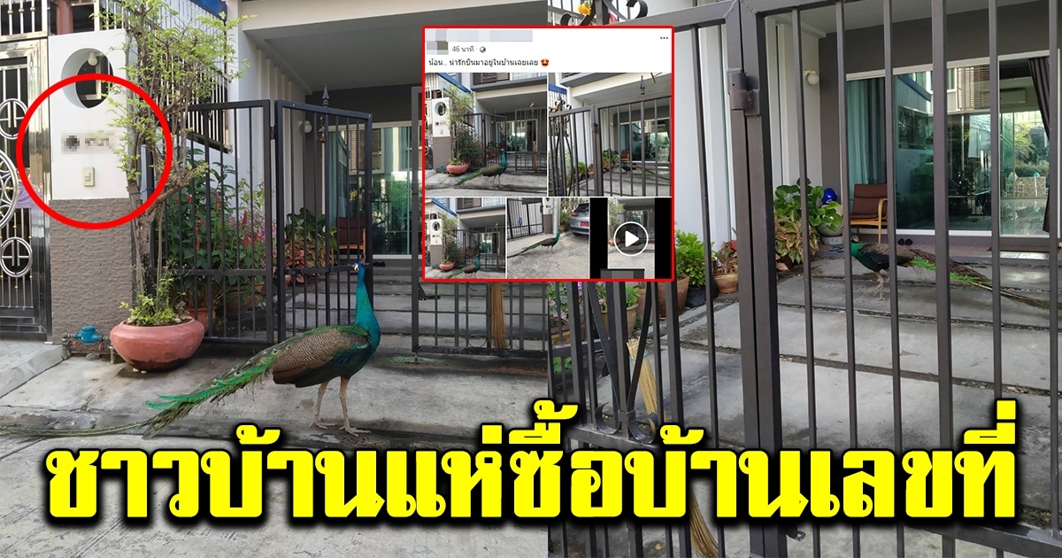สาวตกใจหนัก หลังพบนกยูงบินมาเดินอยู่ในบ้าน
