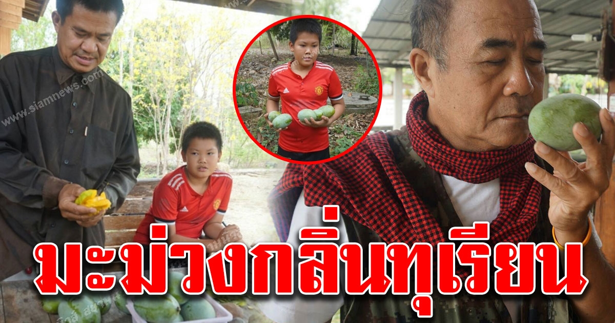 พบมะม่วงกลิ่นทุเรียน