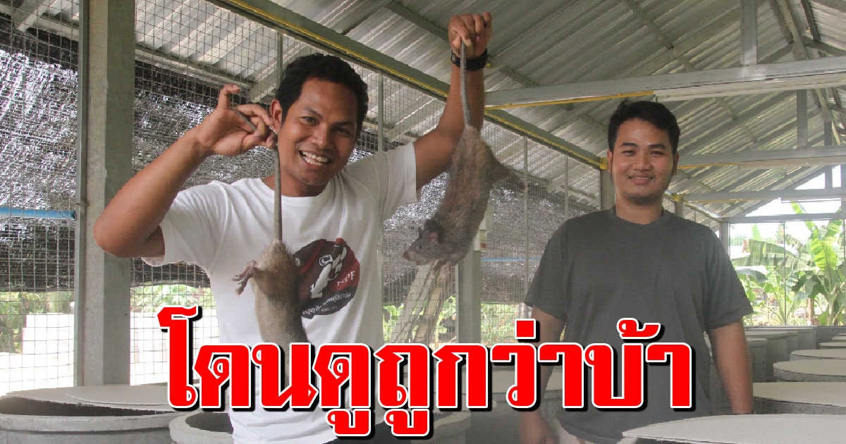 หนุ่มทิ้งเงินเดือน 8 หมื่น ในกทม.มาเลี้ยงหนูนาขาย รายได้เดือนละ 3 แสน