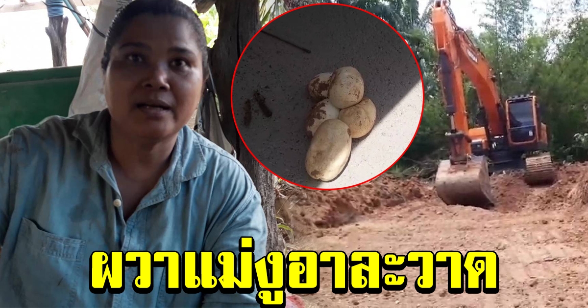 สาวใหญ่ผวา ผู้รับเหมารื้อท่อระบายน้ำ ทำไข่งูแตก หวั่นแม่งูออกอาละวาด