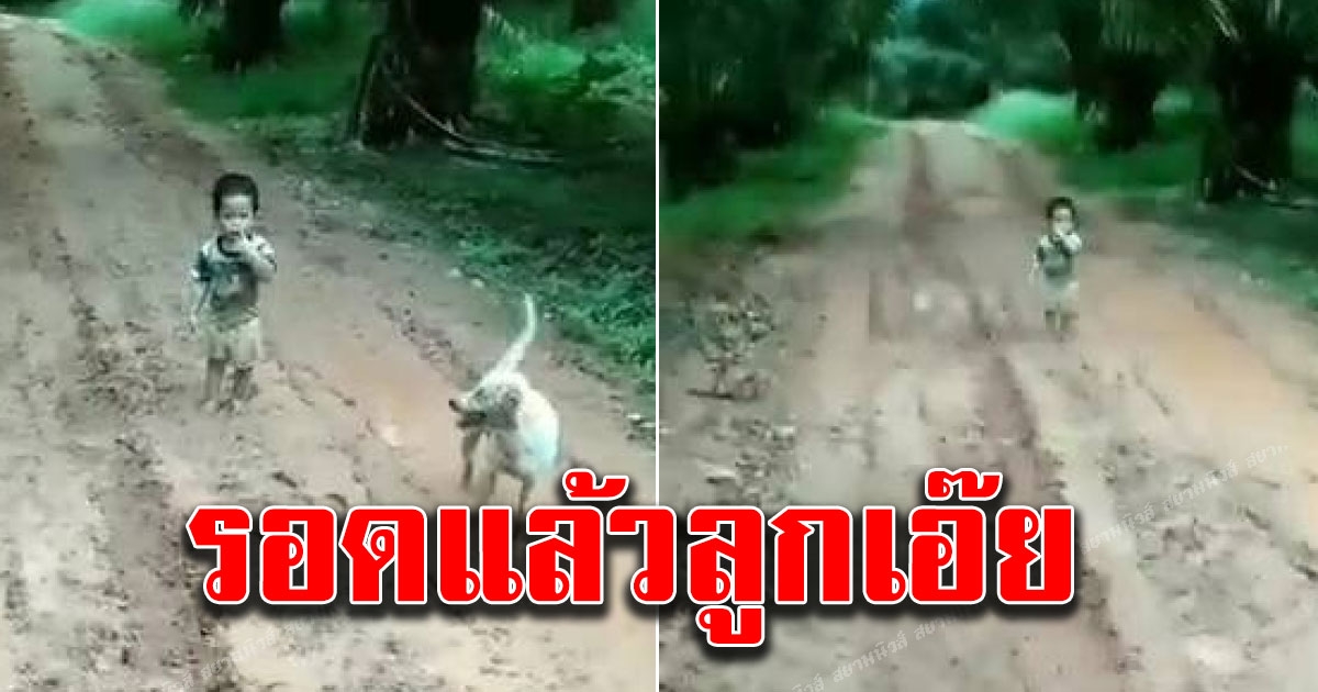 หนุ่มน้อยวัย 1 ขวบเศษ เดินออกจากบ้านไกลว่า 1.5 กม. พลัดหลงเข้าไปในสวนปาล์ม