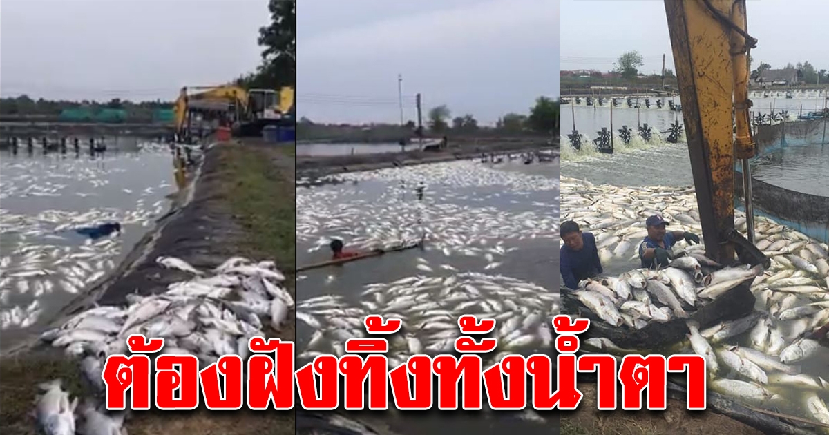 2สามีภรรยาหนี้ท่วมหัว ปลากระพงลอยเกลื่อนเต็มบ่อ ต้องฝังทั้งน้ำตา ขายไม่ออกกัดฟันเลี้ยงมา2ปีหวังชุบชีวิตครอบครัว
