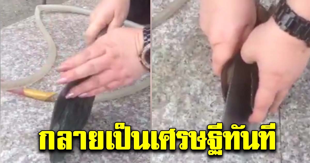 สาวสุดเฮง ใช้มีดแกะ หอยยักษ์ เปิดออกมาถึงกับมือสั่น กลายเป็นเศรษฐีทันที