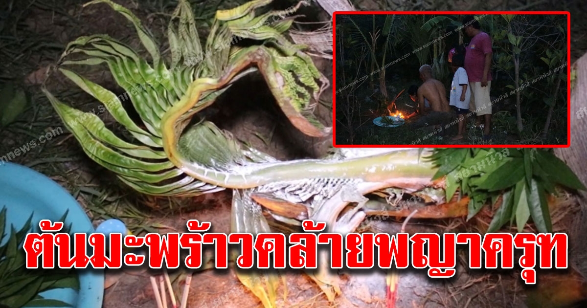 ฮือฮาทั้งหมู่บ้าน ต้นมะพร้าวคล้ายพญาครุฑพญานาค ได้เลขมา 2 ตัว
