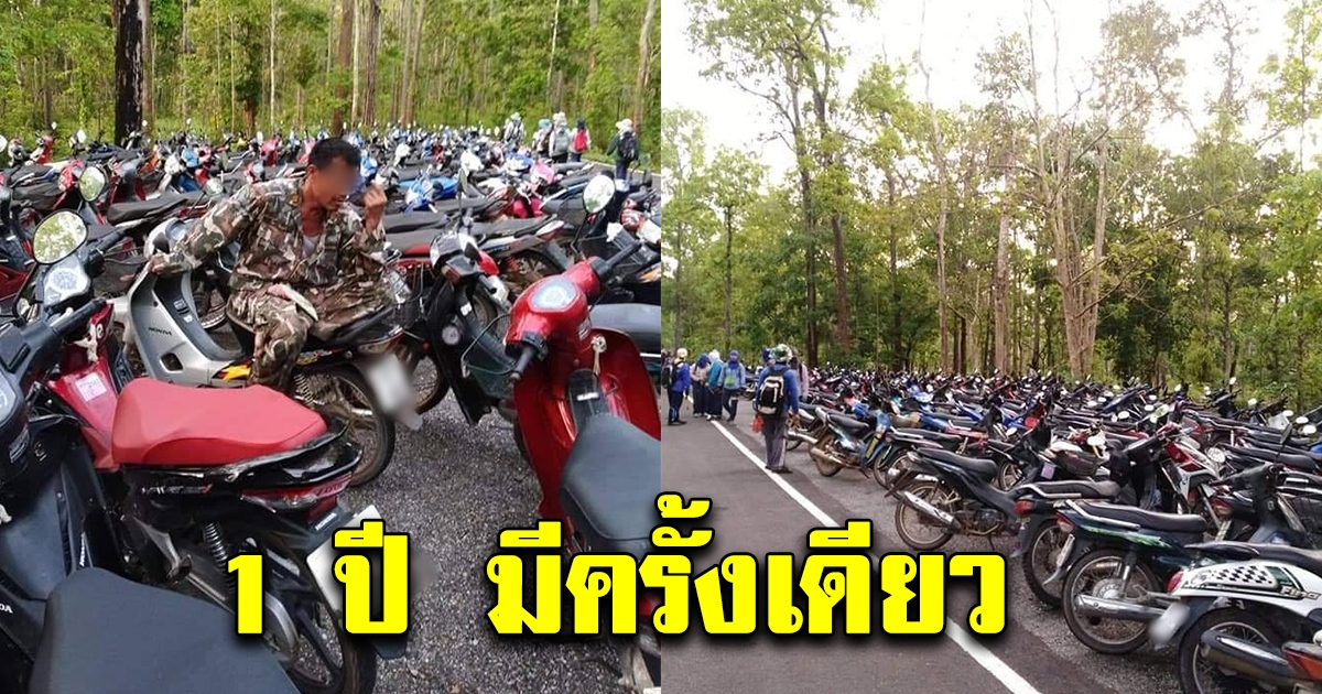 ชาวบ้านรีบตื่นแต่เช้าขับ จยย.มาจอดเรียงรายกันในป่าใหญ่