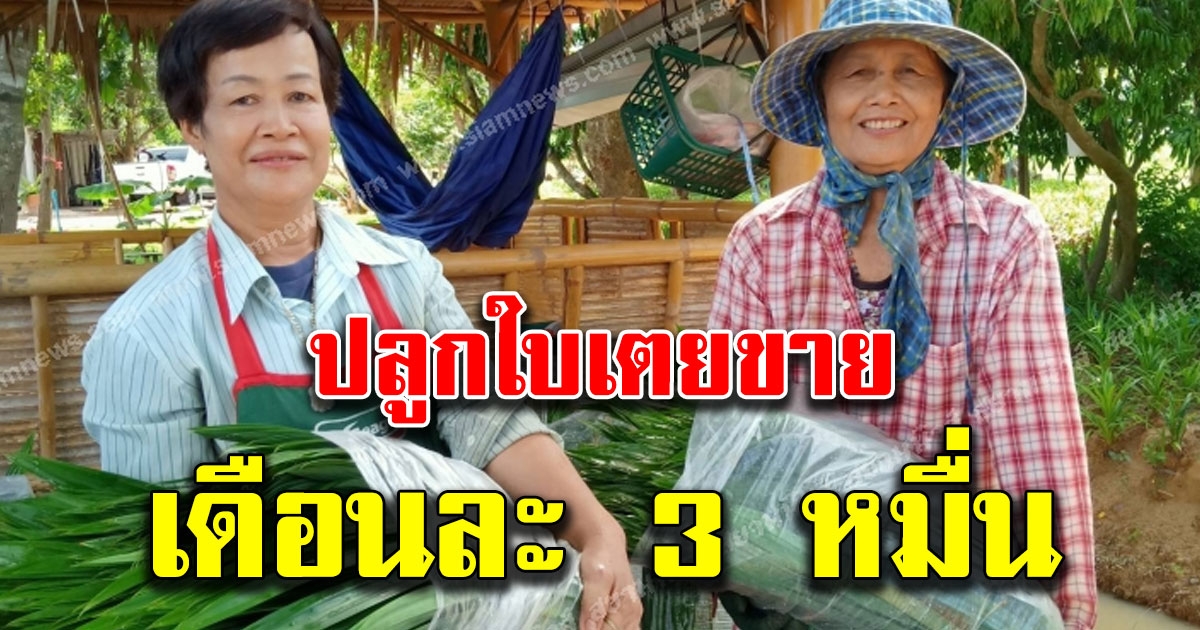 ป้าเหลย ปลูกใบเตยขาย เดือนละ 3 หมื่น