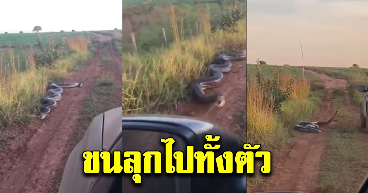 หนุ่มเจอ งูยักษ์ นอนอยู่ริมถนน แค่ขับรถผ่านก็ไล่ฉกยางล้อ น่ากลัวมาก