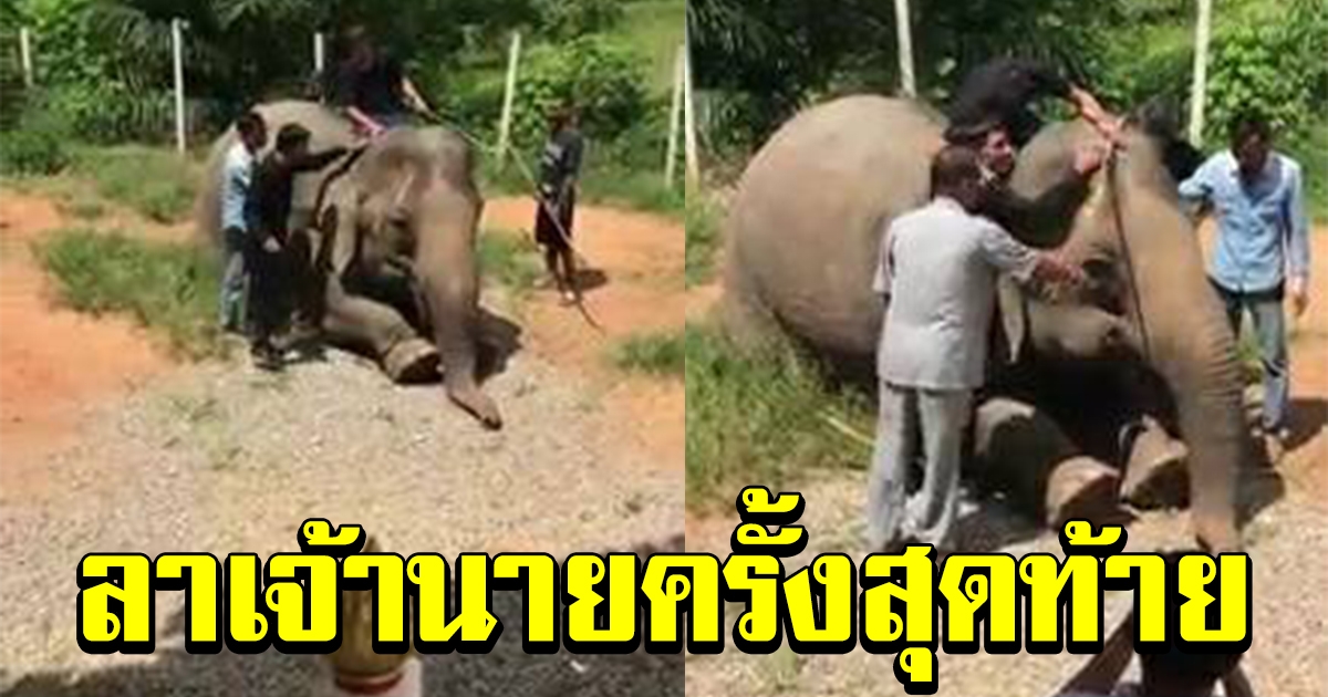 พังสมบูรณ์ ก้มกราบอาลัยเจ้าของ เป็นครั้งสุดท้าย
