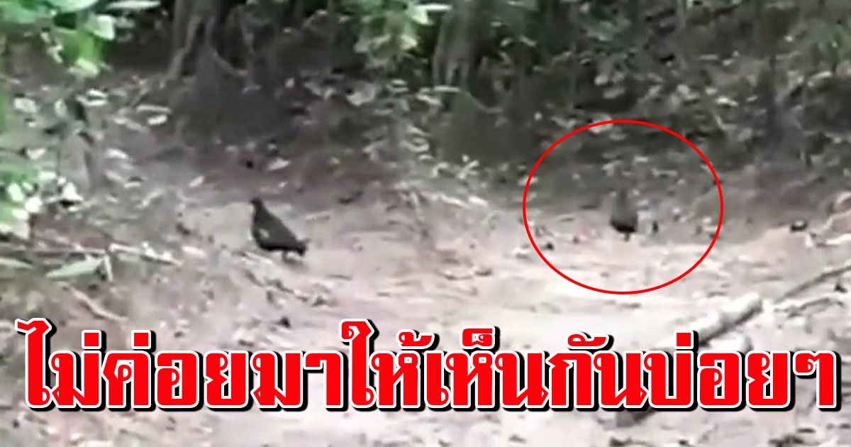 ฮือฮา พบสัตว์ป่าหายากคืนถิ่น เกาะห้อง หลังปิดนานกว่า 3 เดือน