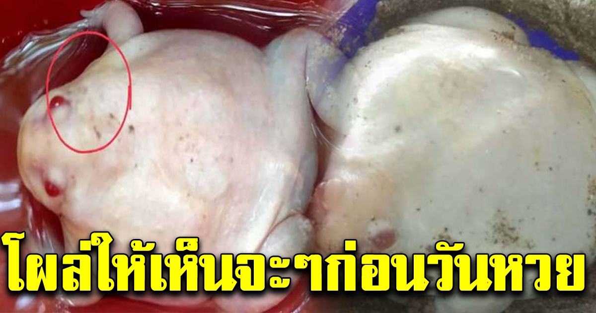 โผล่ตัวเลขเต็มสองตา อึ่งอ่างเผือกนำโชค ขอซื้อ 5 หมื่นไม่ขาย มอบโชคมาแล้ว 2 งวดซ้อน