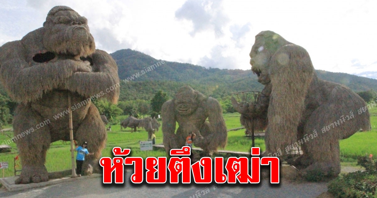 ห้วยตึงเฒ่า ARMY LAND CHIANGMAI