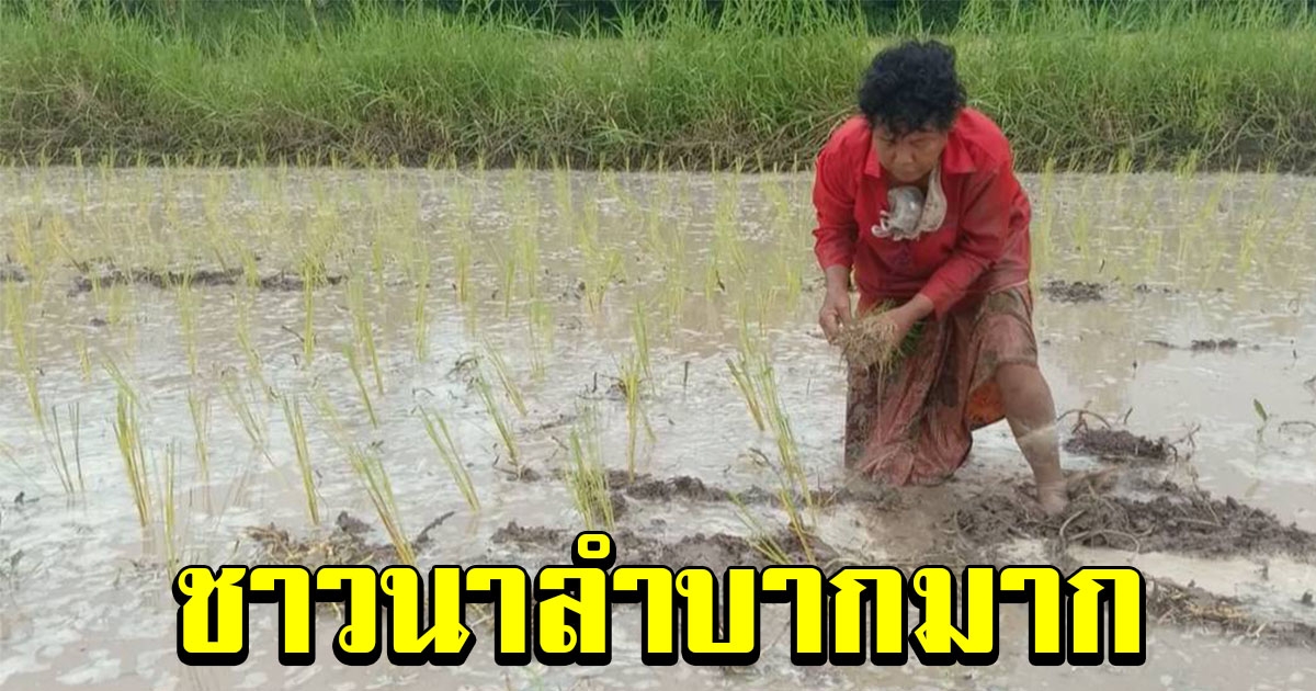 ชาวนายอมลงทุน สูบน้ำจ้างคนดำนาไร่ละ 1,000