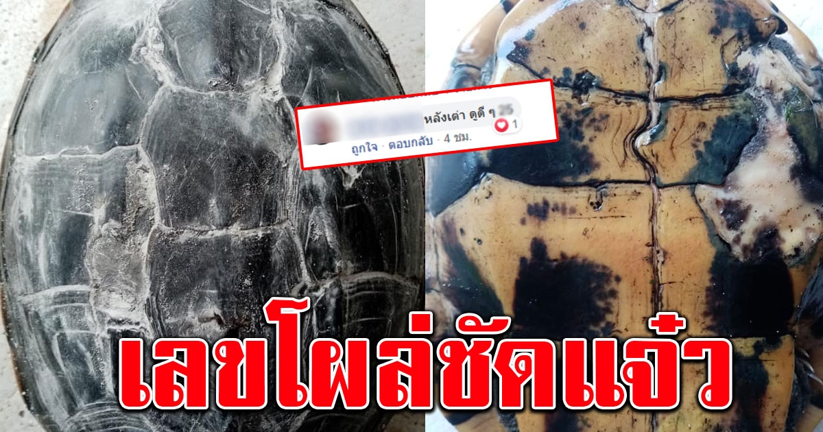 สาวโพสต์ เต่าเดินเข้าบ้าน
