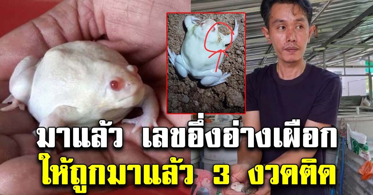 มาแล้ว อึ่งอ่างเผือก 16 สิงหาคม 63