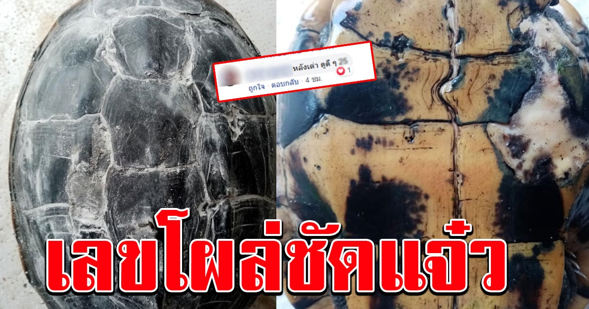 สาวโพสต์ เต่าเดินเข้าบ้าน