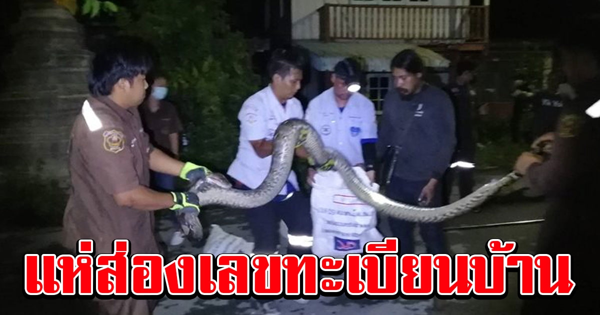 สาวกรี๊ดลั่นบ้าน สะดุ้งตื่นกลางดึก พบงูยักษ์ 7 เมตร เลื้อยเข้าบ้าน รีบแจ้งคนช่วย