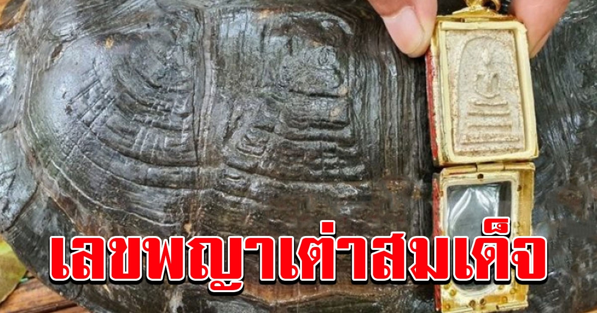 ฮือฮา พญาเต่าสมเด็จ 8 องค์ 9 ชั้น เผยความเชื่อโบราณ