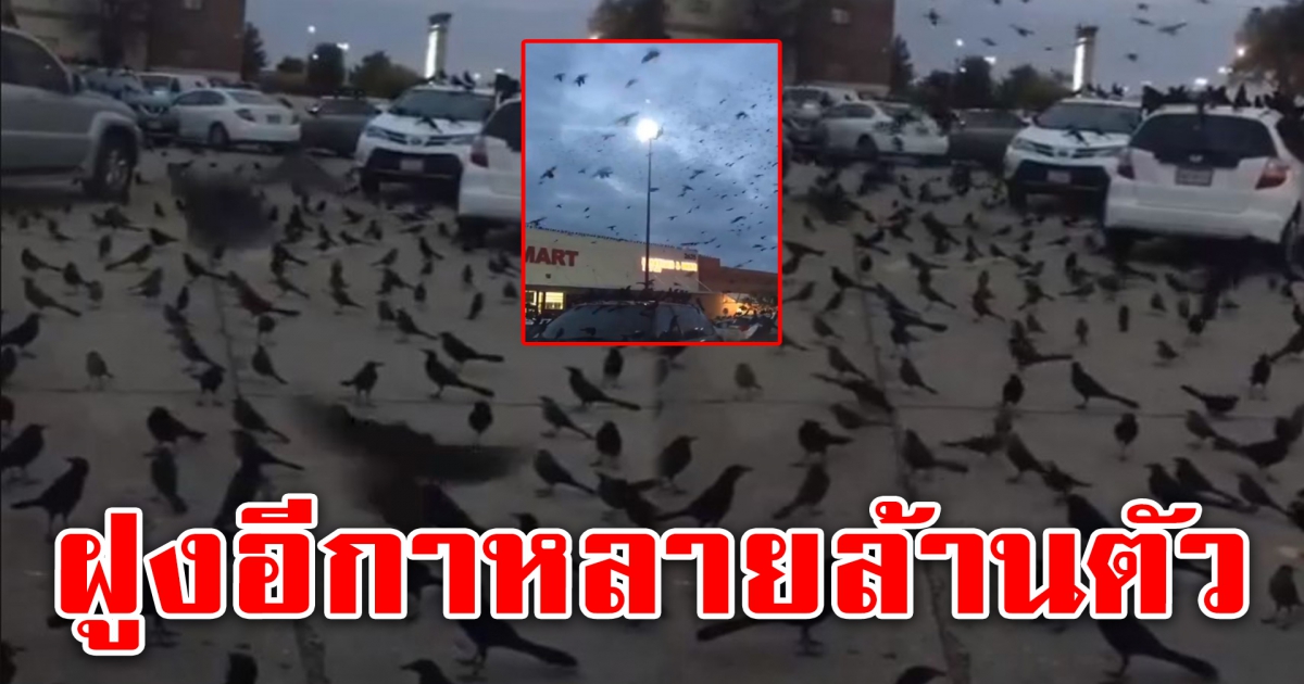 ฝูงอีกานับล้านตัว บินมารวมกัน ธรรมชาติต้องการบอกอะไร