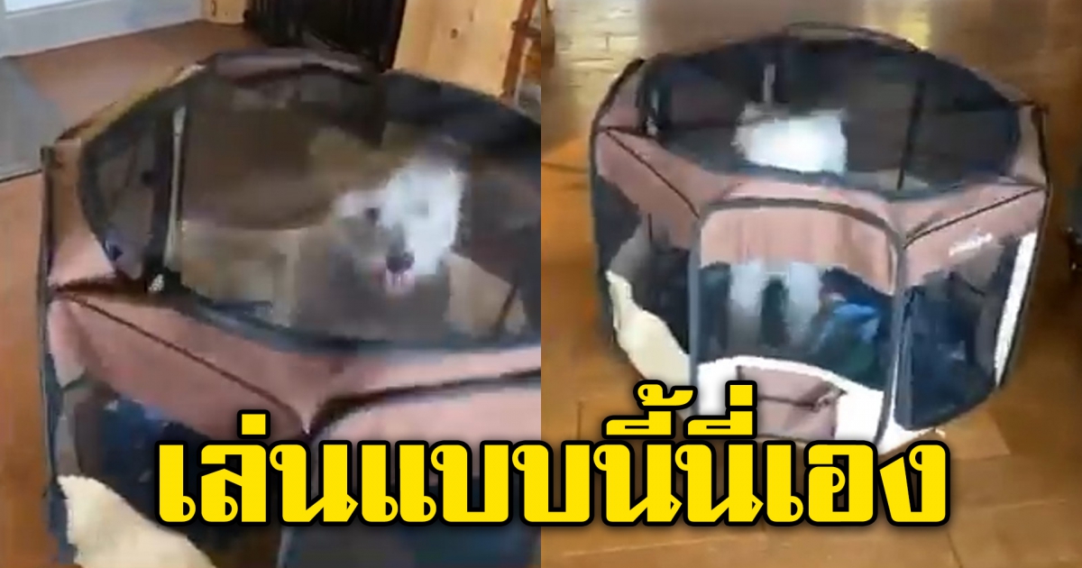 สาวซื้อกรงให้น้องสุนัข แต่สุดท้าย พีคมาก