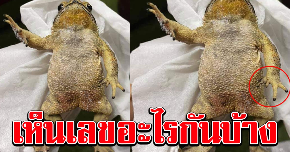 สาวโพสต์ ภาพคางคก ถามคนในกลุ่ม