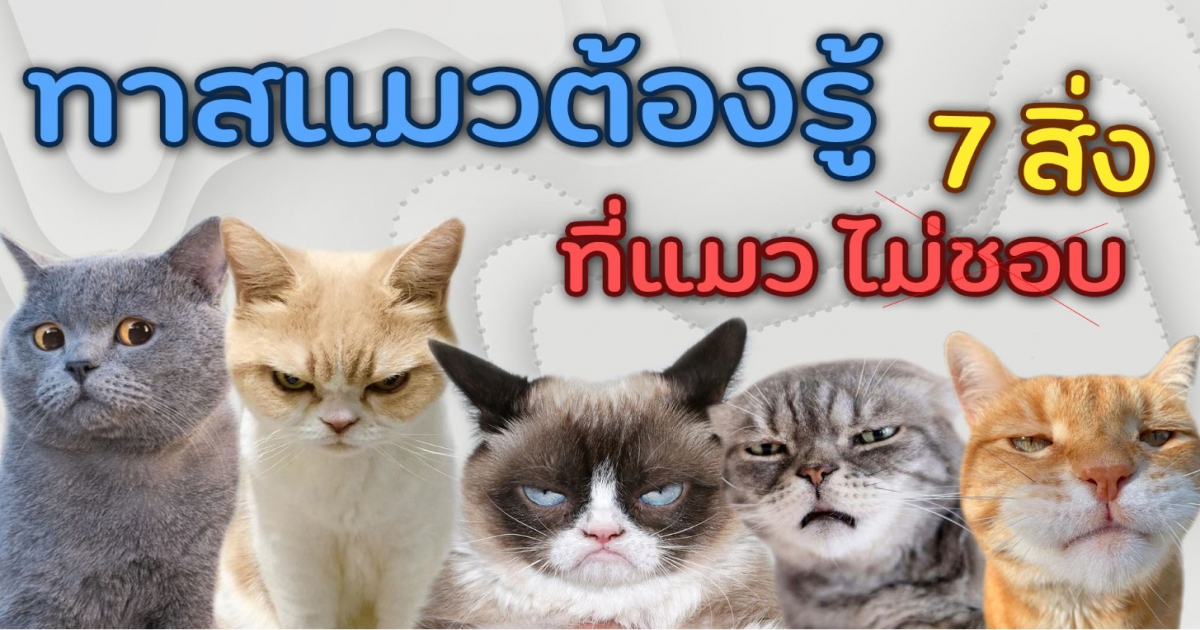 ทาสแมวต้องรู้ 7 เรื่องสำคัญที่แมวไม่ชอบ