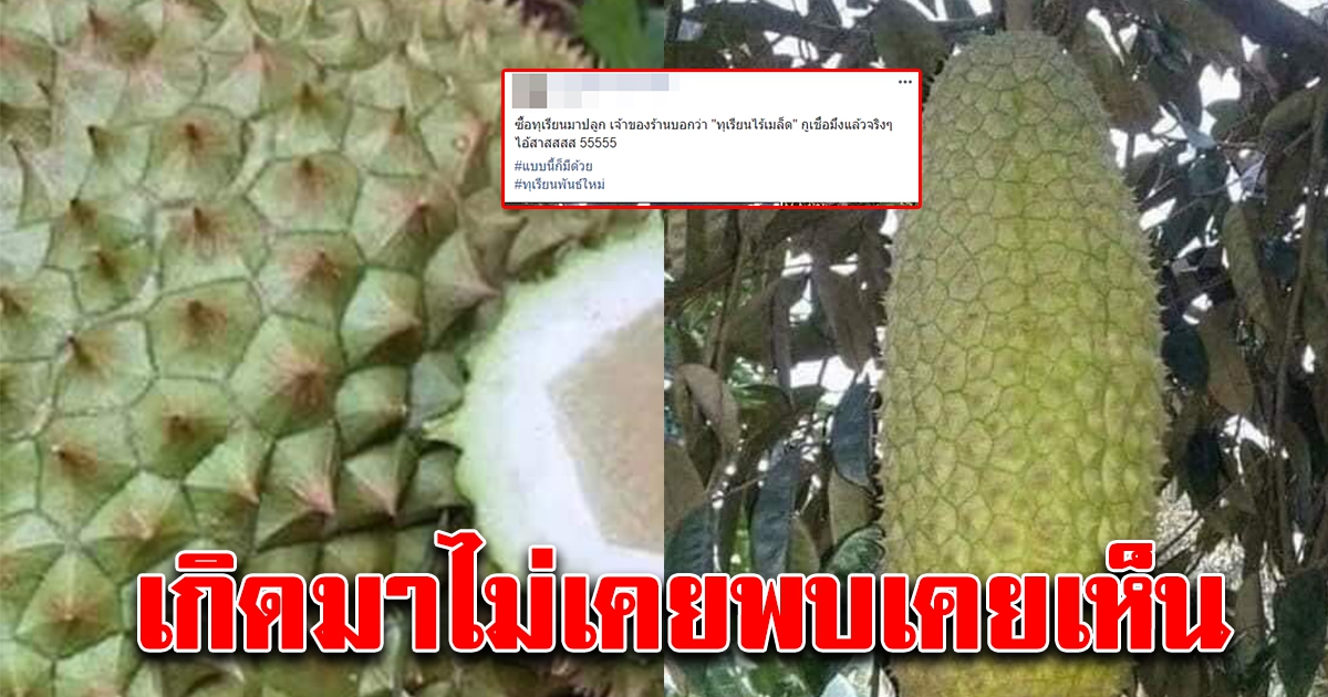 หนุ่มซื้อทุเรียนมาปลูก พอเติบใหญผลมันแปลกๆ