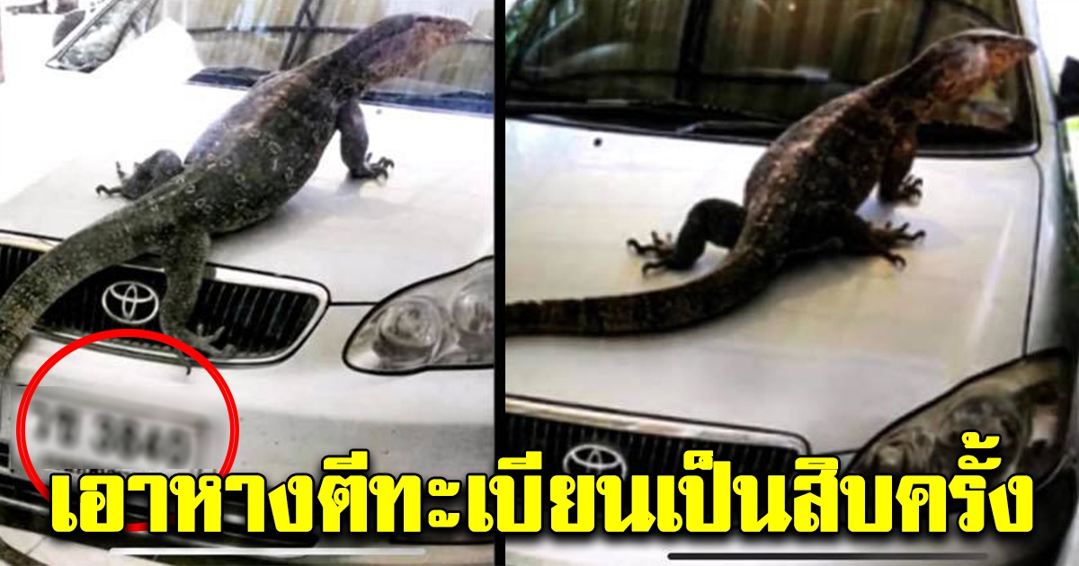 ตัวเงินตัวทอง ปีนขึ้นบนรถเก๋ง