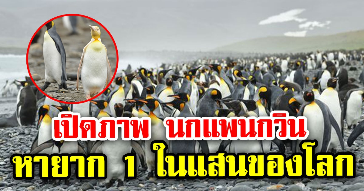 เปิดภาพ เพนกวินสีเหลือง ครั้งแรกของโลก สุดหายาก หนึ่งในแสนเท่านั้น