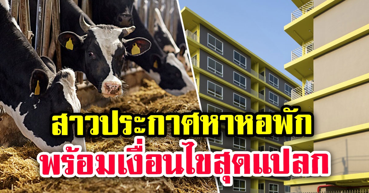 นักศึกษาประกาศตามหาหอพัก กับเงื่อนไขทำฮือฮาทั้งโซเชียล