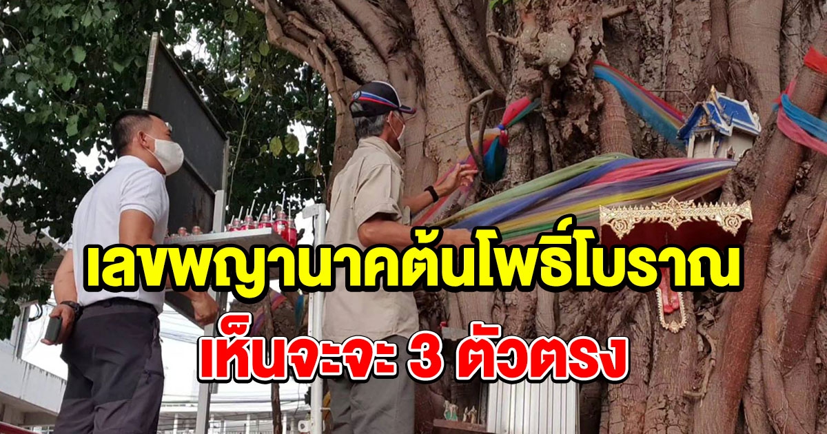 เลขพญานาคต้นโพธิ์โบราณ
