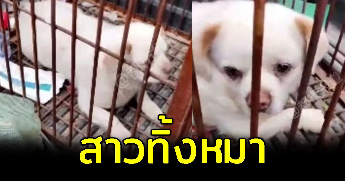 สาวเลือกทิ้งหมา เพราะไม่อยากจ่ายค่าปรับ ปล่อยหมาน้อยมองตาม แววตาเศร้า