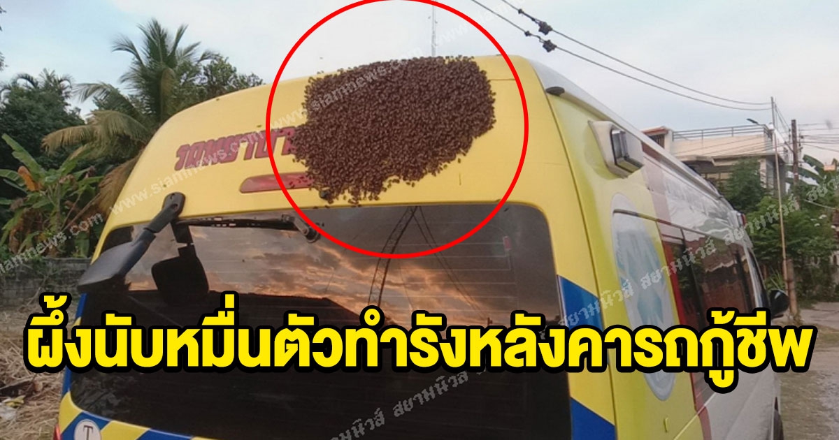 ผึ้งนับหมื่นตัวทำรังหลังคารถ