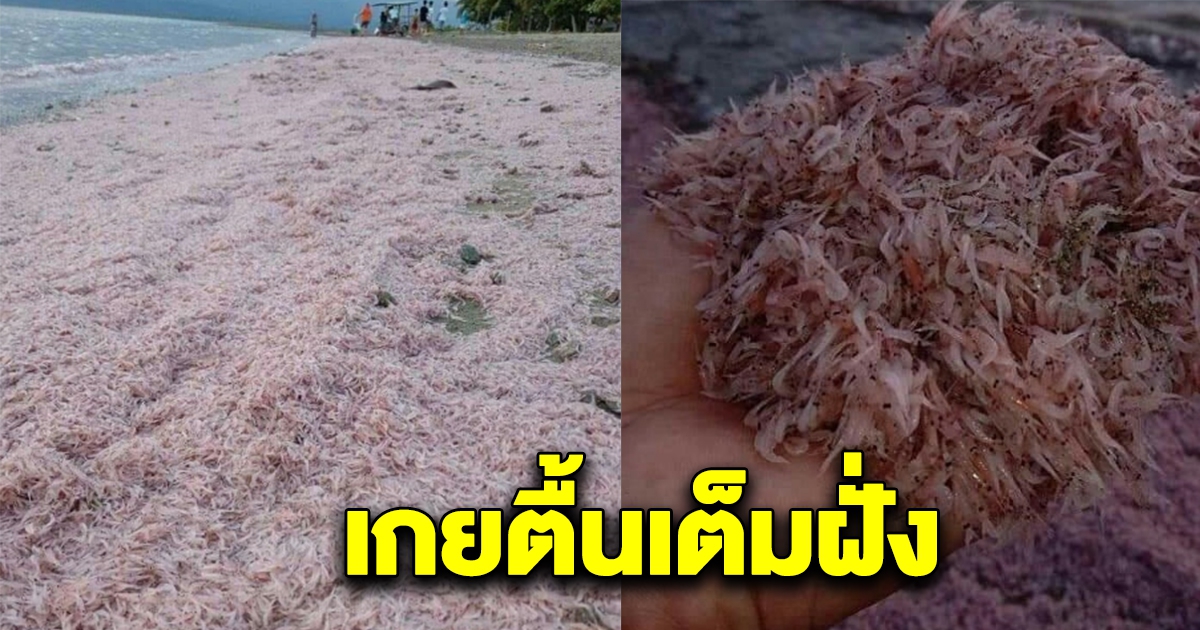 กุ้งฝอยมหาศาล เกยตื้นเต็มฝั่ง จนชายหาดกลายเป็นสีชมพู