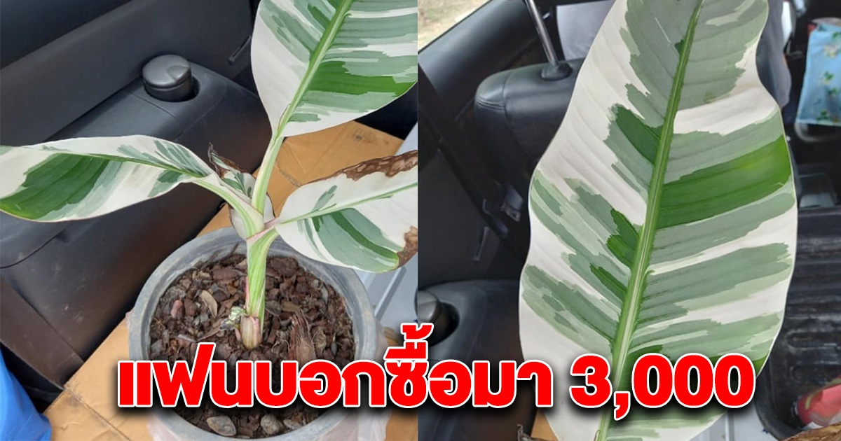 สาวสงสัย แฟนบอกซื้อมา 3,000