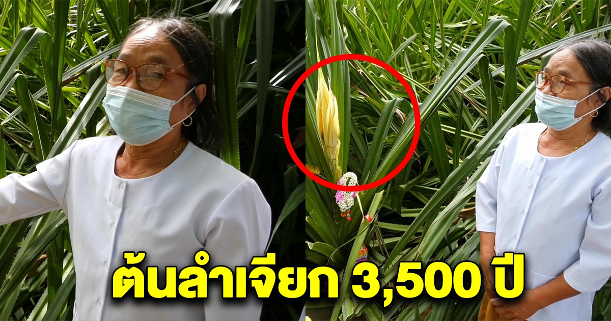 ฮือฮา ต้นลำเจียกโบราณ ออกดอกครั้งแรกในรอบ 1,300 ปี ต้อนรับกรมสมเด็จพระเทพรัตนราชสุดาฯ