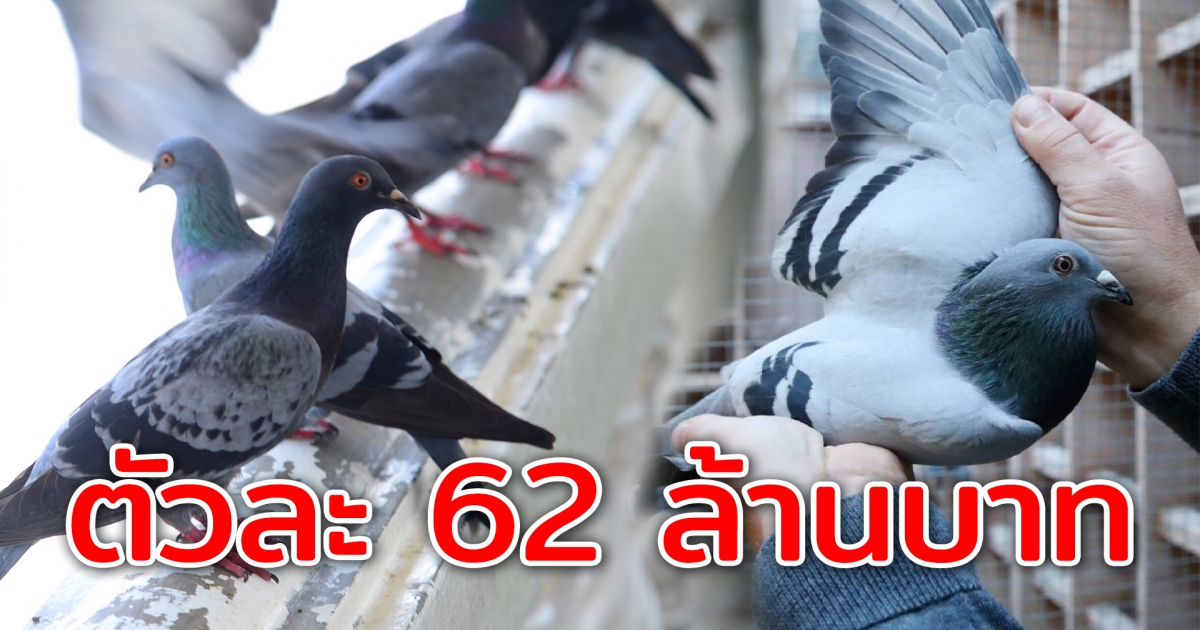 นกพิราบ ราคาแพงที่สุดในโลก ตัวละ 62 ล้านบาท