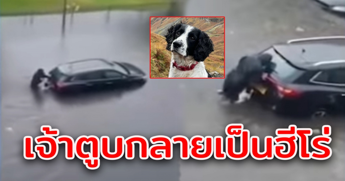 ซูเปอร์ฮีโร่ในร่างสุนัข หลังช่วยเข็นรถ ท่ามกลางน้ำท่วม