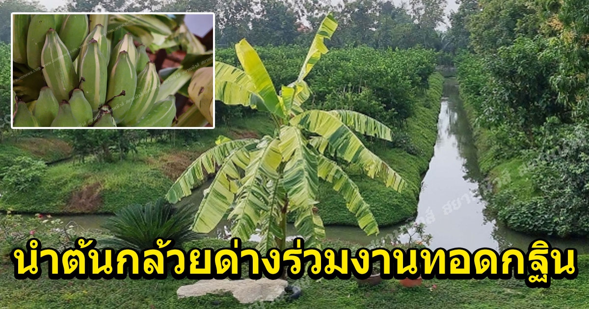 เจ้าของสวนมะนาว นำต้นกล้วยด่างร่วมงานทอดกฐินสามัคคีวัดกระโจมทอง