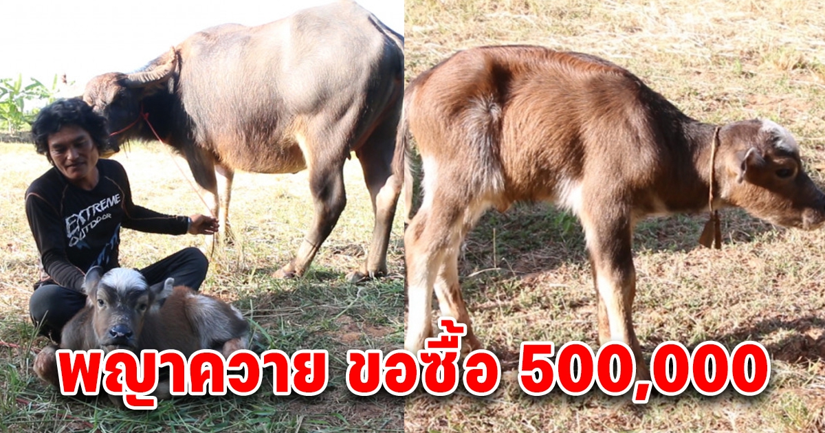 เกิดได้ 5 วัน คนขอวางเงินจอง พญาควาย 500,000