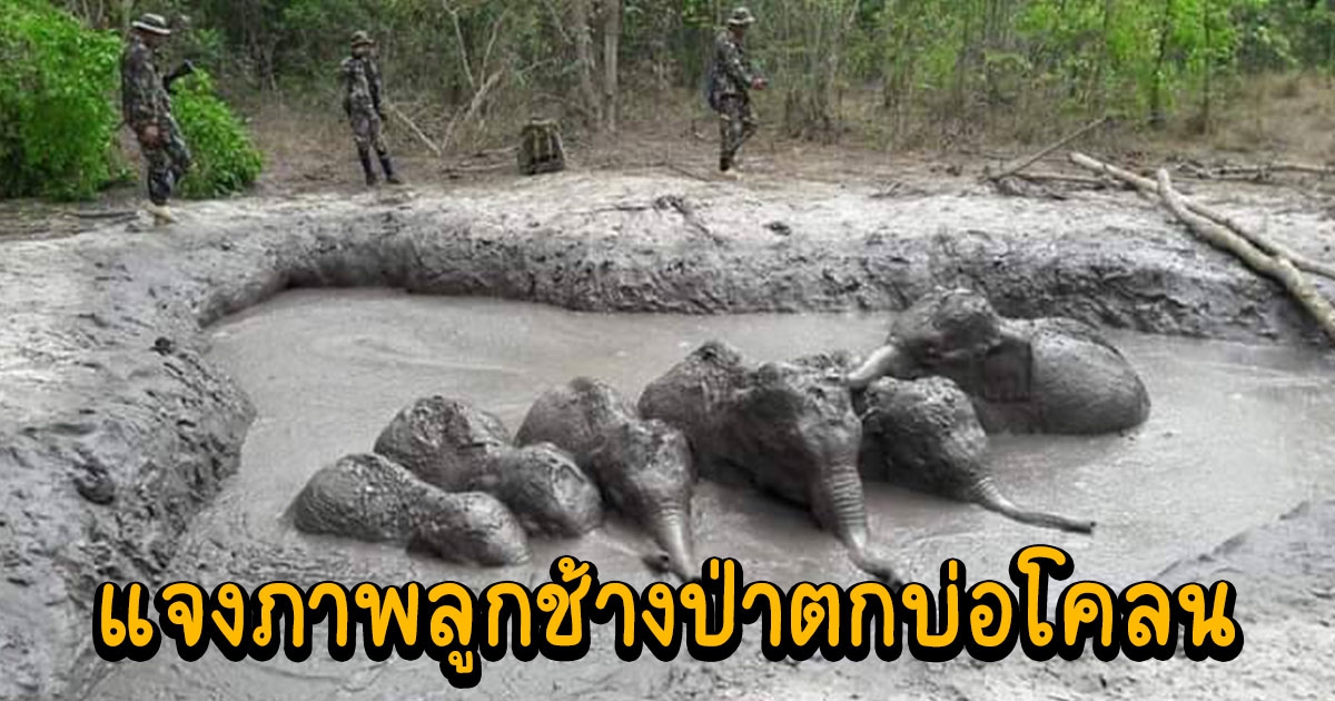 อช.ทับลานแจง ภาพลูกช้างป่า 6 ตัวตกบ่อโคลน เป็นภาพเก่า 3 ปีที่แล้ว