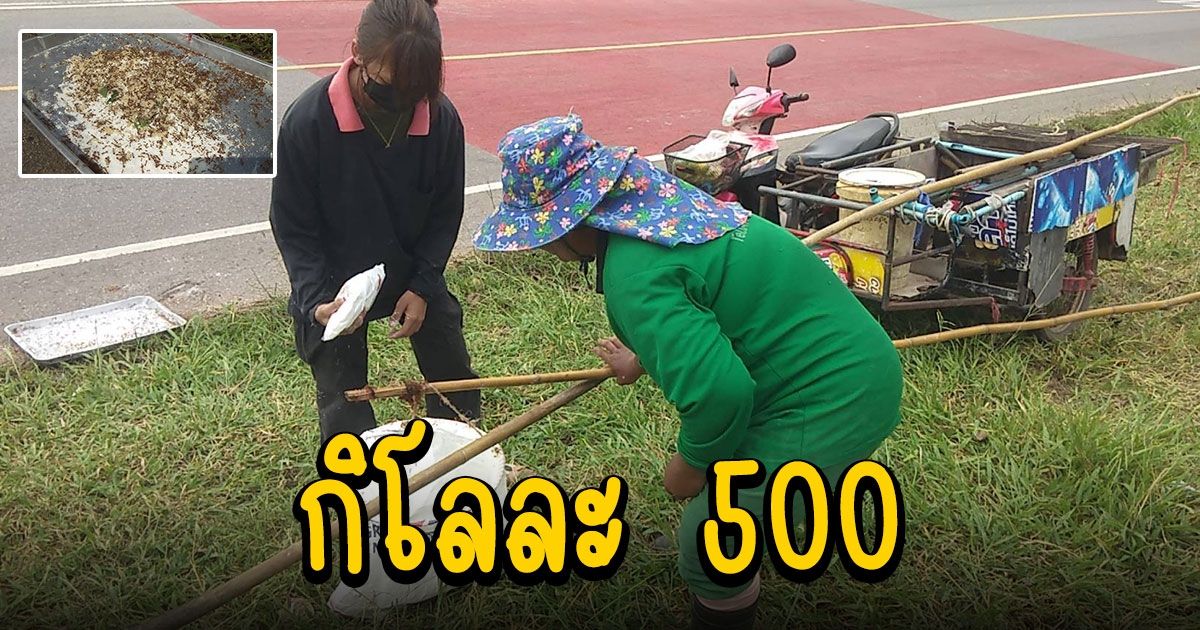 ชาวบ้านออกหาแหย่ไข่มดแดงขายรายได้ดี กิโลละ 500