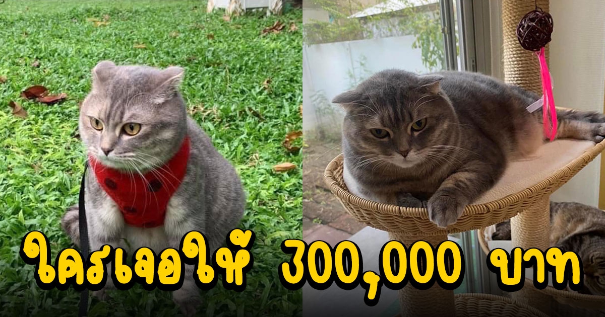 เจ้าของสุดห่วง ประกาศตามหา น้องมณี หายจากบ้าน ใครเจอให้ 3 แสน